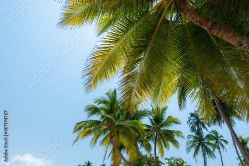 Camera looks up rows coconut trees bottom top view sun shining through branches blue sky