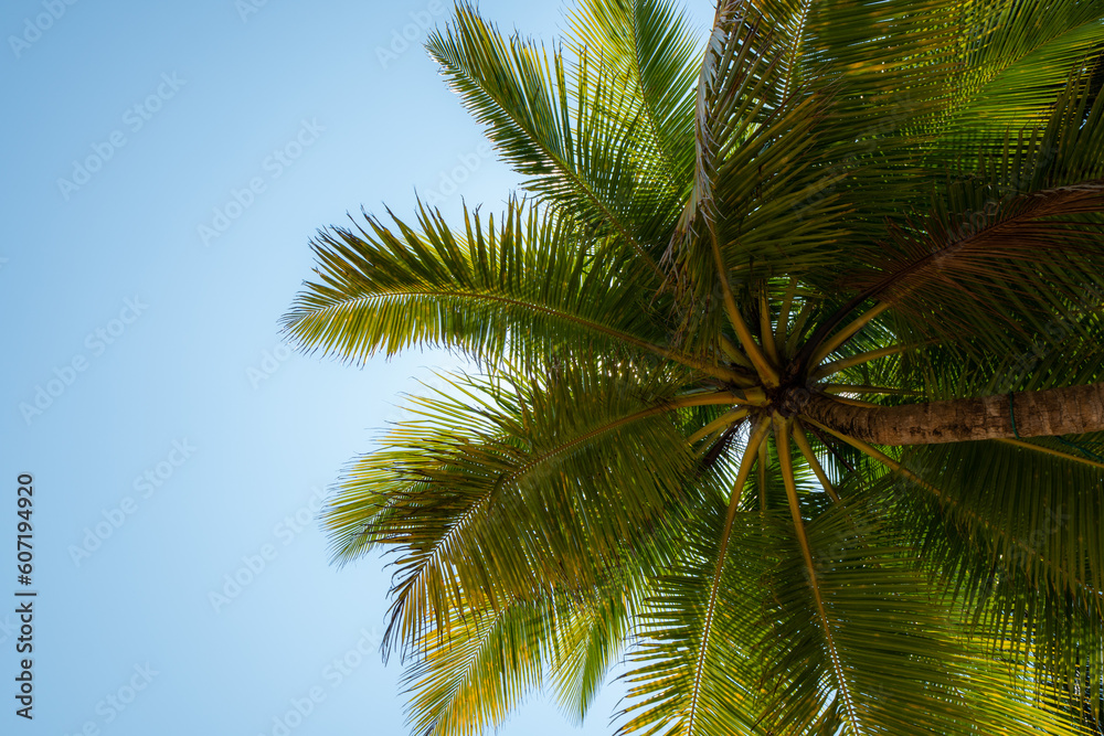 Camera looks up rows coconut trees bottom top view sun shining through branches blue sky., copy space, space area