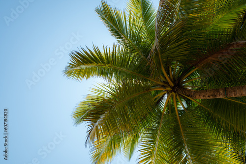 Camera looks up rows coconut trees bottom top view sun shining through branches blue sky.  copy space  space area