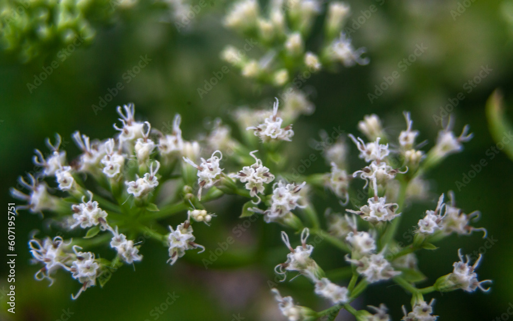 White flower blossom. Closeup nature background White flower blossom. Closeup nature background