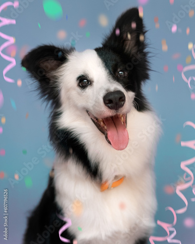 border collie dog