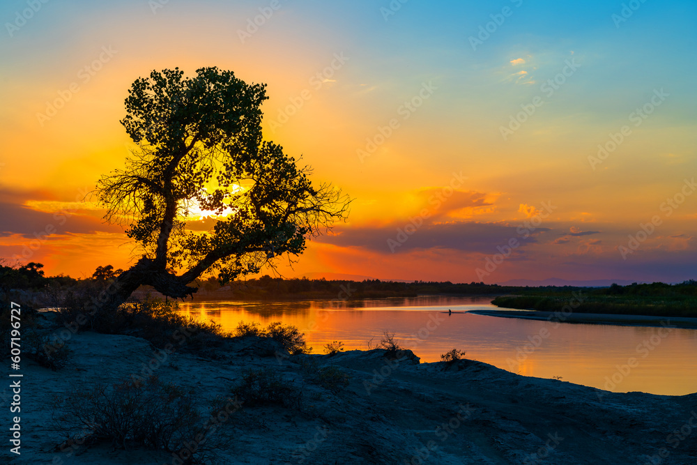 Lonely tree Turanga - a kind of poplar from Central Asia on the banks of the river at sunset Lonely tree Turanga - a kind of poplar from Central Asia on the banks of the river at sunset