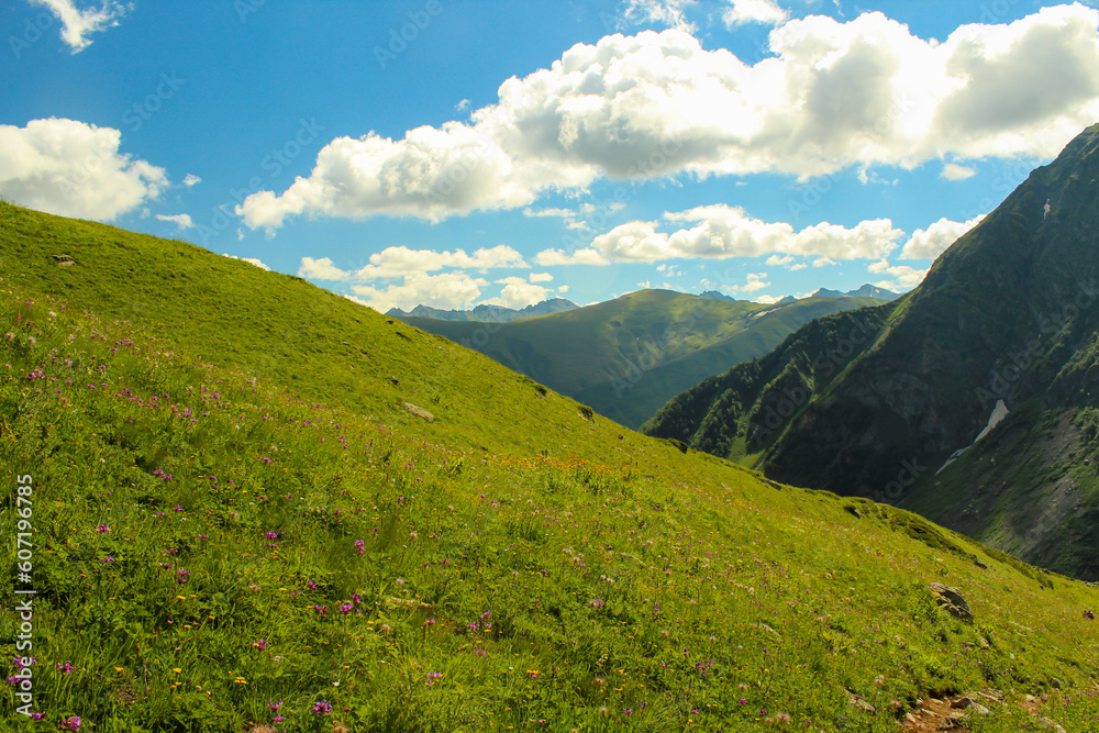 Nizhny Arkhyz, Zelenchuksky district, Republic of Karachay-Cherkessia, Russia, flower slopes on the way to the observatory.