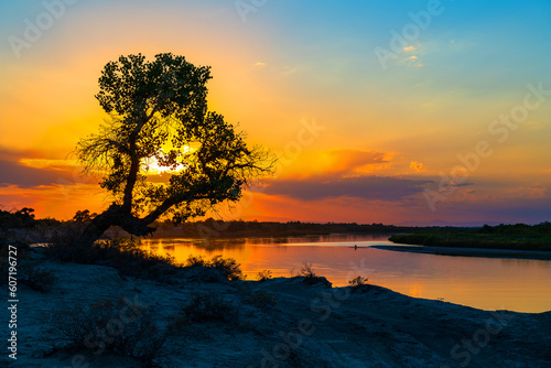 Lonely tree Turanga - a kind of poplar from Central Asia on the banks of the river at sunset