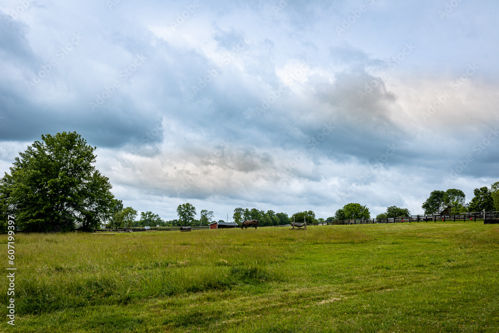 Horse grazing on a middle of a meadow in a farm Horse grazing on a middle of a meadow in a farm