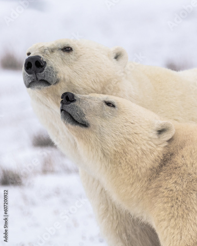 Two polar bears looking in the same direction side profile with white blurred background in fall, Hudson Bay, Canada. Beautiful mammals with head, face, body in view. Mother and cub, mom and baby.