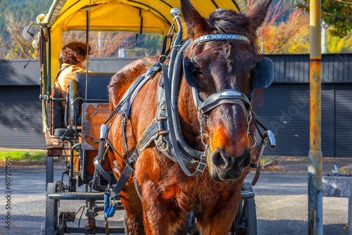 Yufuin, Japan - Nov 27 2022: Horse Drawn Carriage departs from the JR Yufuin station, it takes passengers around the area south of the Oita River before returning to the station