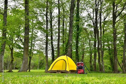 新緑の森のキャンプ