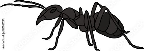 Black Ant Illustration Vector