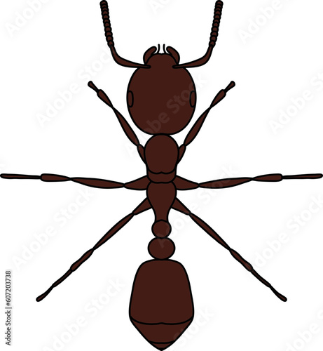 Ant Illustration Vector