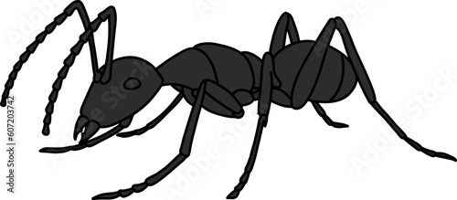 Insect Ant Illustration Vector