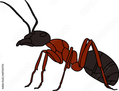 Animal Ant Illustration Vector