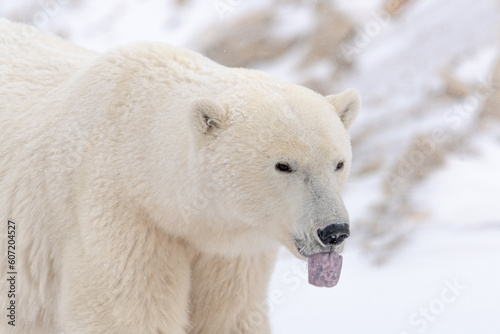 Close up of large male female polar bear with tongue sticking out seen in Churchill, Canada during winter, fall with snowy blurred white background. Predator, scary, Hudson Bay. 