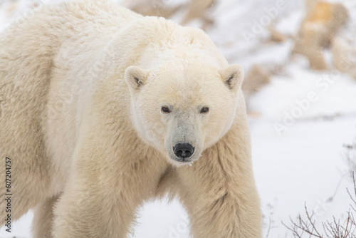 Close up of large male female polar bear seen in Churchill, Canada during winter, fall with snowy blurred white background. Predator, scary, intimidating wildlife mammal in tourist area, Hudson Bay. 