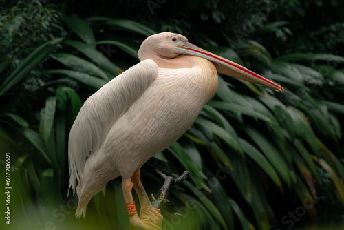 The great white pelican (Pelecanus onocrotalus) sstanding on the tree branch, aka the eastern white pelican, rosy pelican or white pelican, is a bird. photo