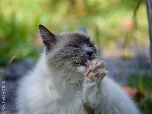 Fotografie Pet Rag Doll Cat Preening