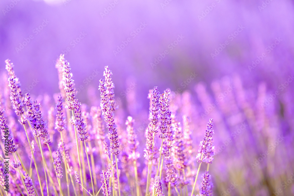 Lavender bushes closeup on sunset. Sunset gleam over purple flowers of lavender. Provence region of France. Lavender bushes closeup on sunset. Sunset gleam over purple flowers of lavender. Provence region of France.