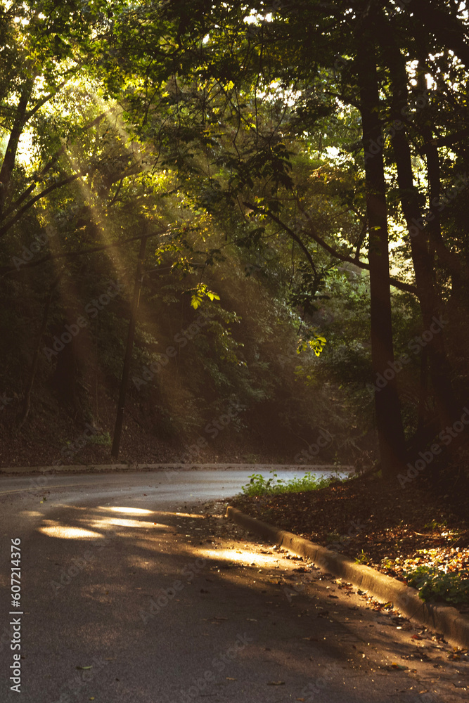 Obraz premium morning in the forest