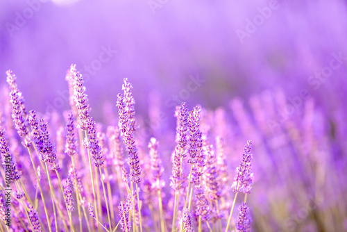 Lavender bushes closeup on sunset. Sunset gleam over purple flowers of lavender. Provence region of France.