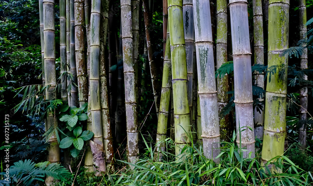 betung bamboo grove in summer in forest betung bamboo grove in summer in forest