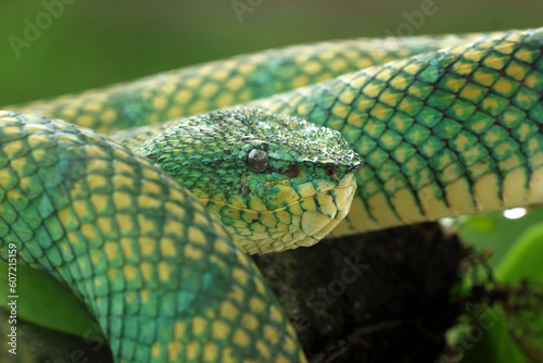 snake  viper  kalimantan  poisonous  the original viper of kalimantan is poisonous 
