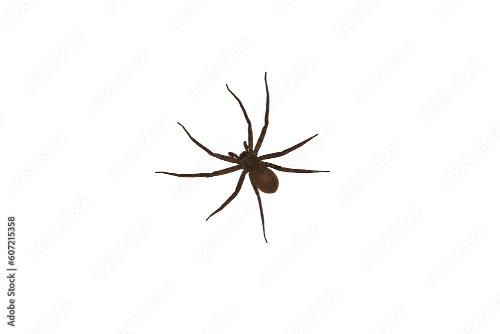 Photo & Art Print Isolated image of a large spider on a png file