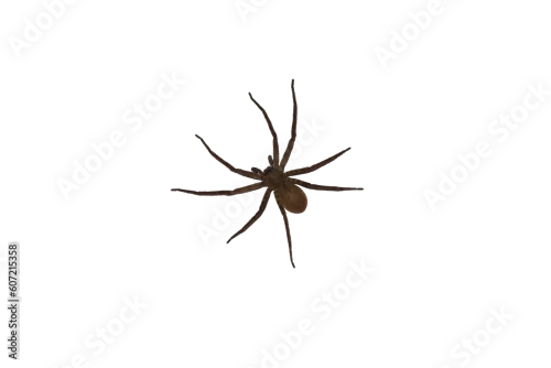 Obraz Isolated image of a large spider on a png file at transparent background.