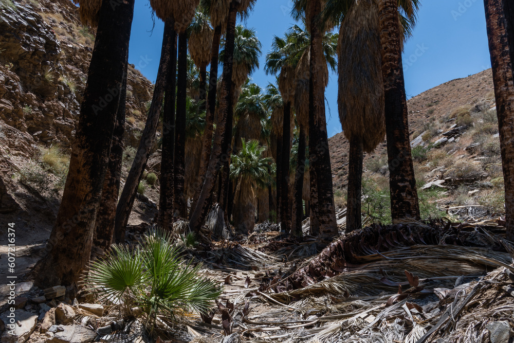 Scenic Palm Canyon vista, Palm Springs, southern California Scenic Palm Canyon vista, Palm Springs, southern California