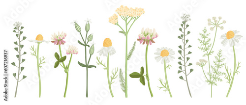 white field flowers, vector drawing wild flowering plants at white background, floral isolated elements, hand drawn botanical illustration