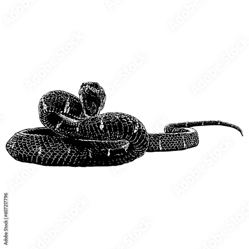 Mangrove Snake hand drawing vector isolated on background.