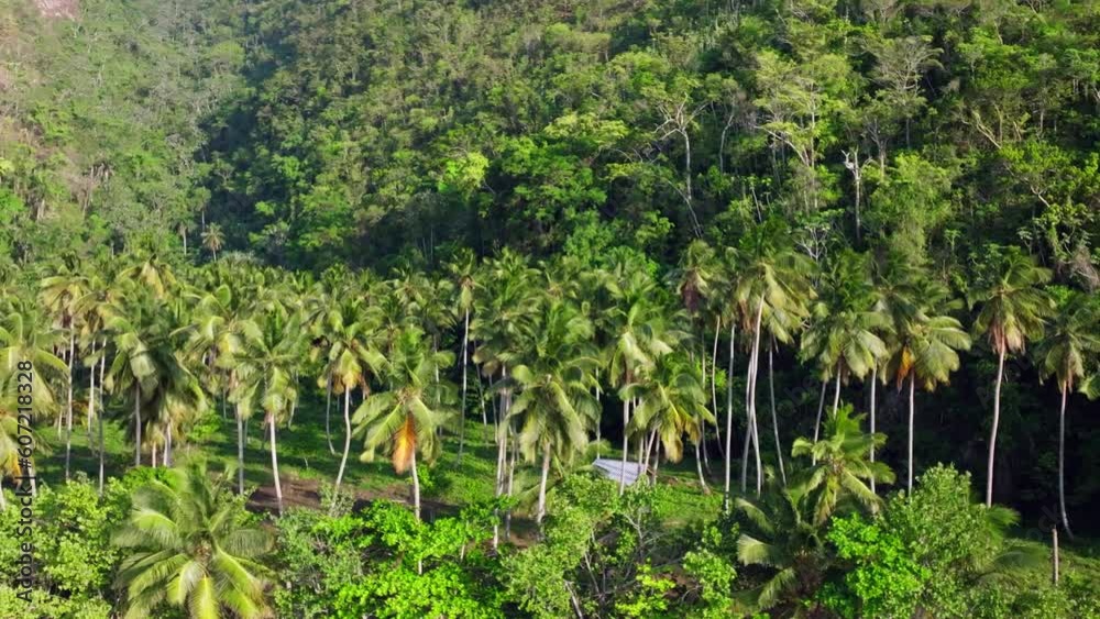 Lush Tropical Coconut Trees Growing Near Playa El Valle Beach In Samana, Dominican Republic. Aerial Drone Shot Lush Tropical Coconut Trees Growing Near Playa El Valle Beach In Samana, Dominican Republic. Aerial Drone Shot