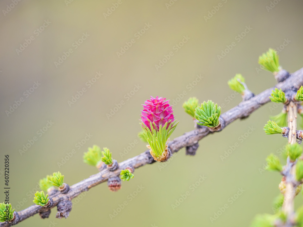 Larch tree fresh pink cones blossom at spring on nature background Larch tree fresh pink cones blossom at spring on nature background