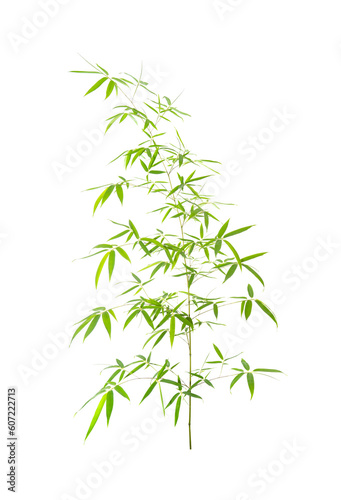 Fototapeta Naklejka Na Ścianę i Meble -  green bamboo leaves isolated on white background