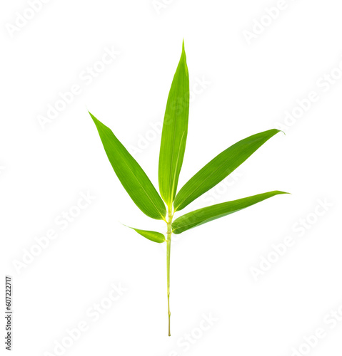 green bamboo leaves isolated on white background