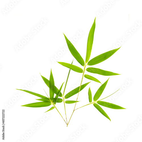 green bamboo leaves isolated on white background