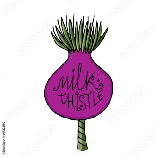 Milk Thistle flowers. Silymarin. Vector botanical illustration isolated on white