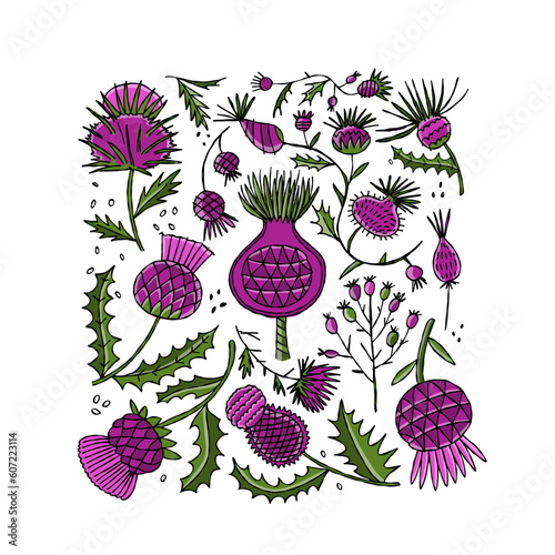 Milk Thistle flowers. Silymarin. Vector botanical illustration