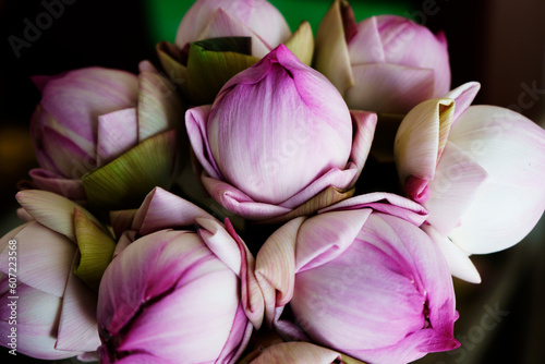 Beautiful pink lotus at with droplets in Thailand