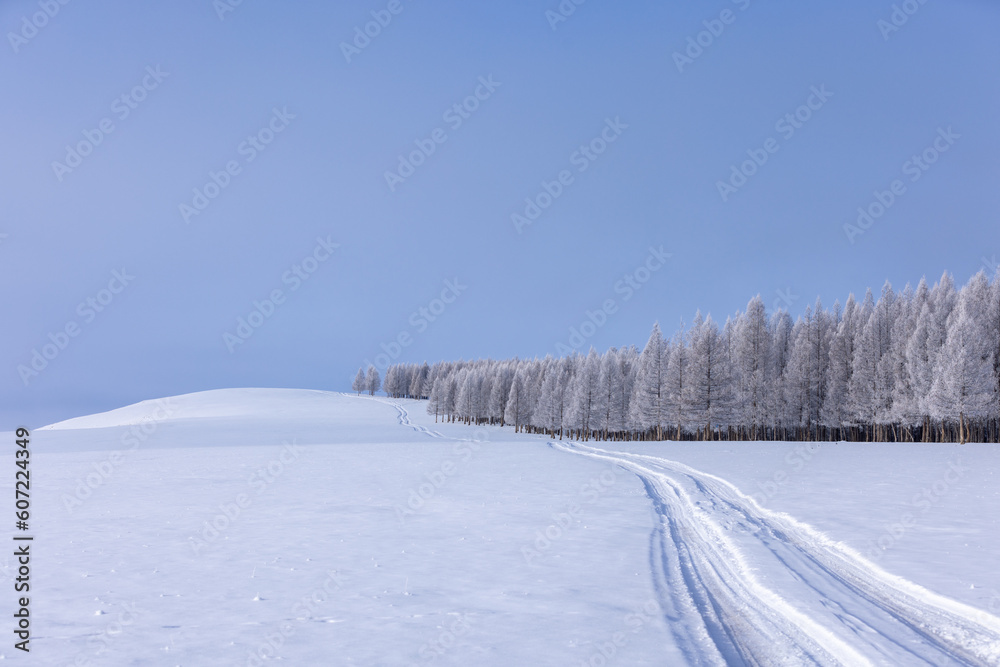 Beautiful of snow-covered pine trees in winter evokes a serene and magical atmosphere.