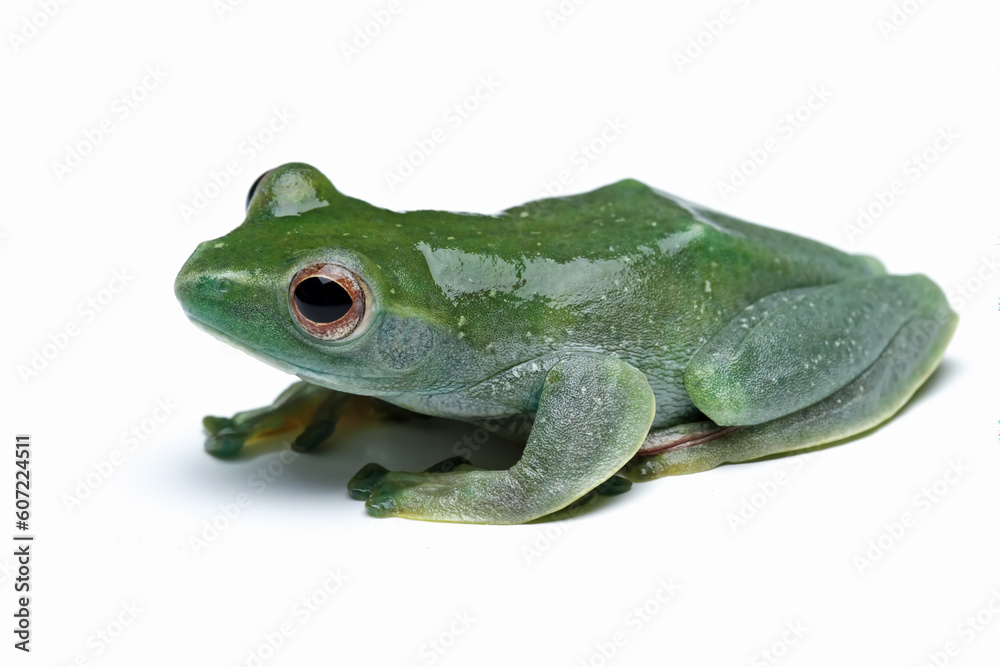 Obraz premium Jade tree frog isolated on white background, Rhacophorus dulitensis