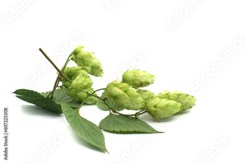 Sprig of green hops over a white background