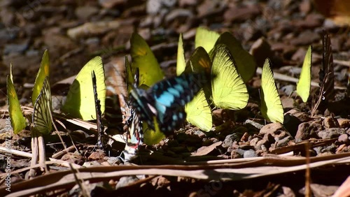 Butterfly at Kaeng Krachan National Park, Thailand. There are around 300 butterfly species are found in the park during March to June every year.