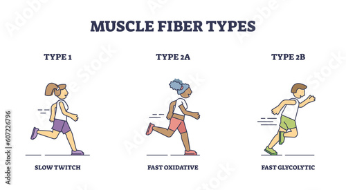 Muscle fiber types with slow and fast twitch activities outline diagram. Labeled educational sport athlete muscular buildup with oxidative and glycolytic phases vector illustration. Training strength