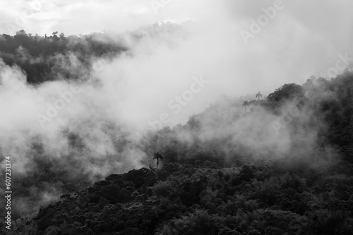 Mindo cloud forest with mist and fog in black and white  Ecuador.