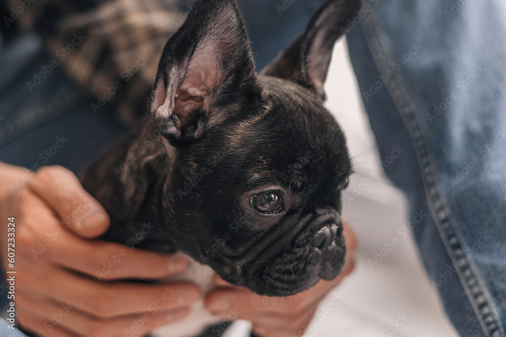 A black French Bulldog puppy in the hands of a man at home.Close-up,selective focus.