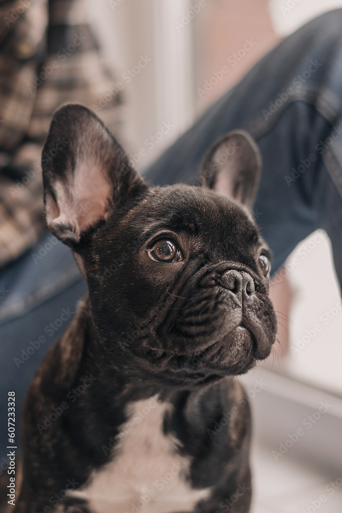 Close-up of a French bulldog puppy sitting next to a young man.The concept of care, training,raising of animals.