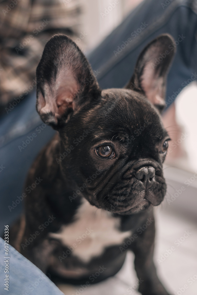 Close-up of a French bulldog puppy sitting next to a young man.The concept of care, training,raising of animals.