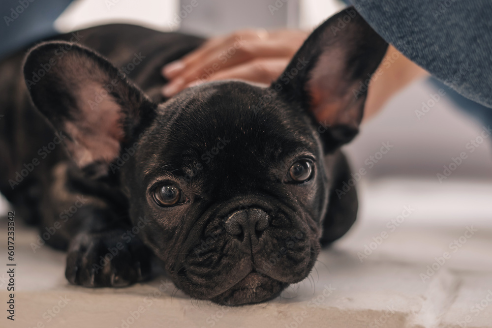 Close-up of female hands stroking a French bulldog puppy.