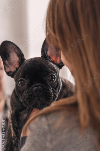 Close-up of a French bulldog puppy in the hands of a young woman.The concept of care, training,raising of animals. © Tatyana