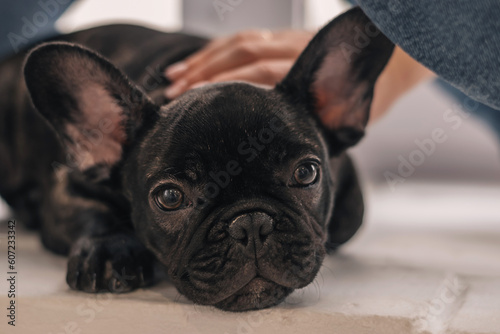Close-up of female hands stroking a French bulldog puppy.